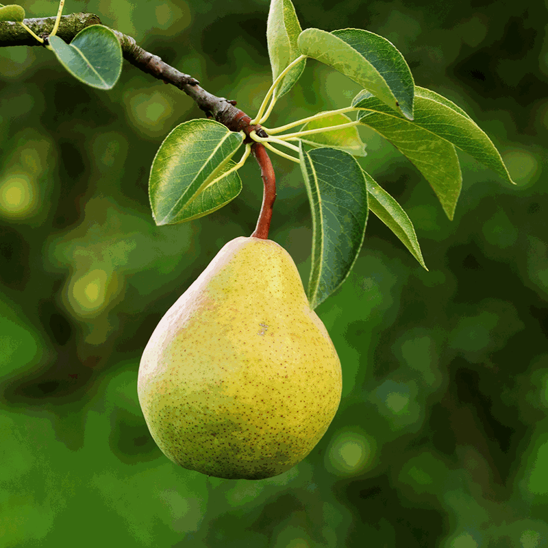 گلابی 